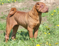 Ein Shar Pei